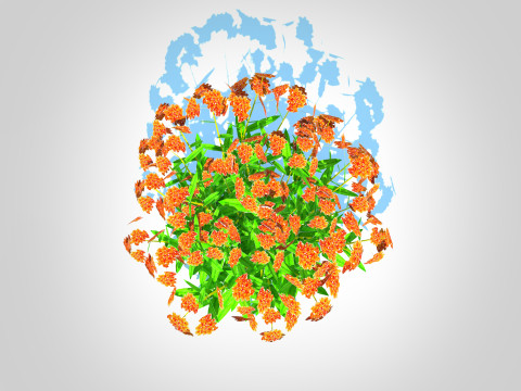 Asclepias tuberosa - Butterfly Weed Model 3D