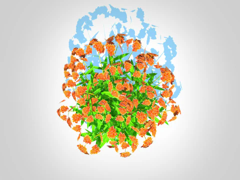 Asclepias tuberosa - Butterfly Weed 3D Model