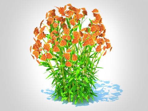 Asclepias tuberosa - Butterfly Weed Model 3D