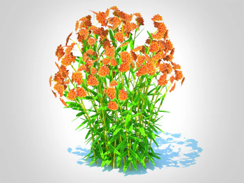 Asclepias tuberosa - Butterfly Weed 3D Model