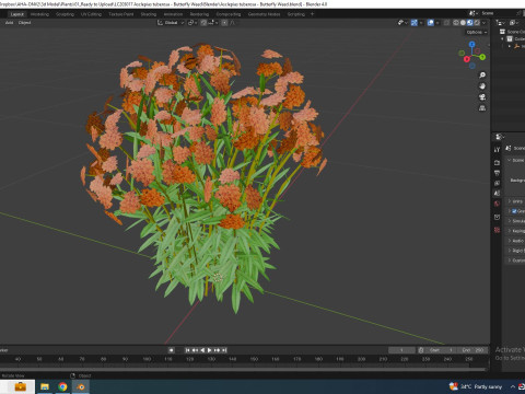 Asclepias tuberosa - Butterfly Weed Model 3D