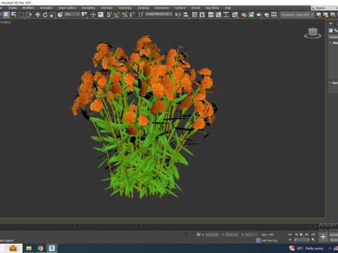 Asclepias tuberosa - Butterfly Weed Model 3D