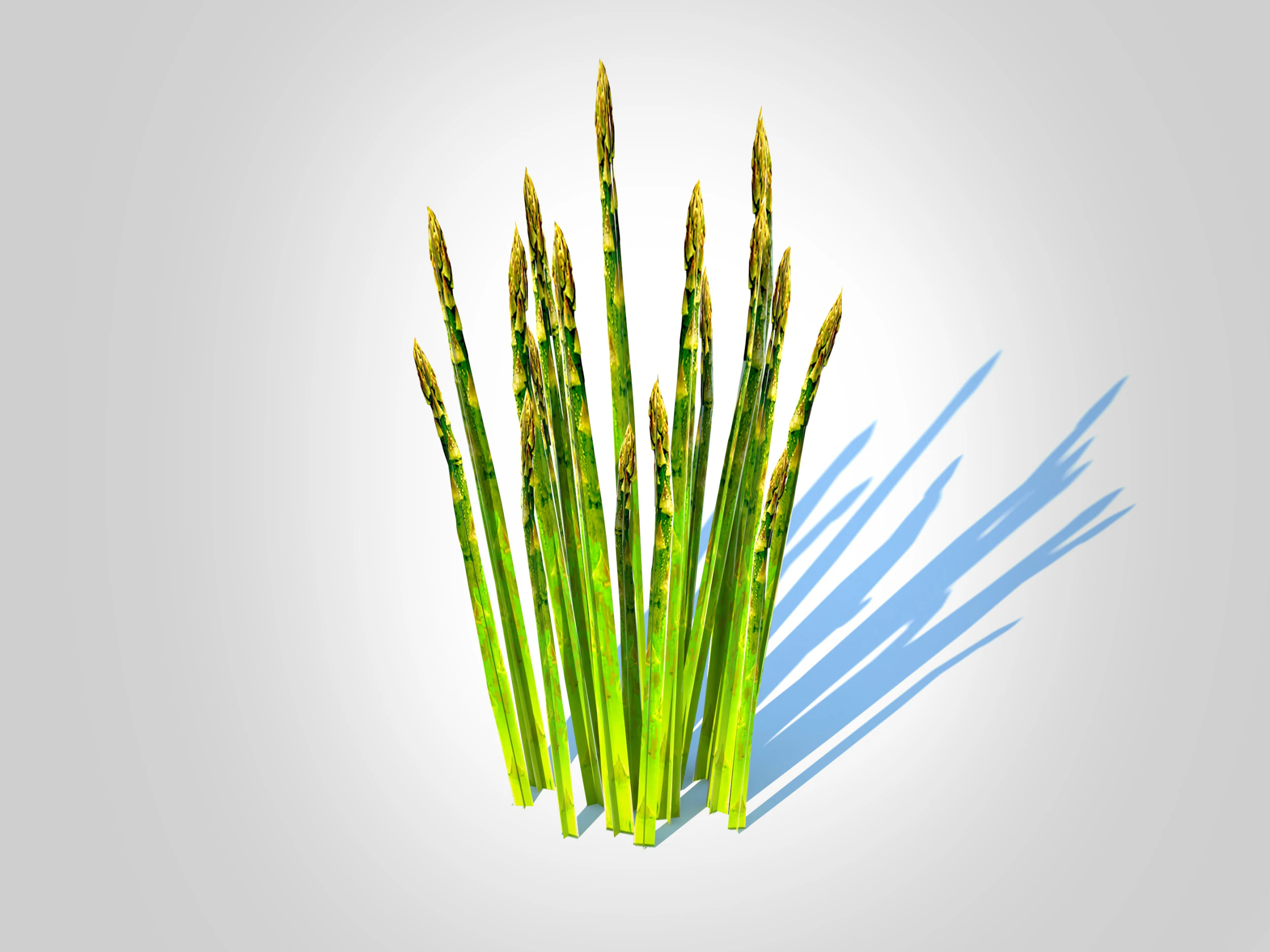 Asparagus 3D Model .c4d .max .obj .3ds .fbx .stl .blend 