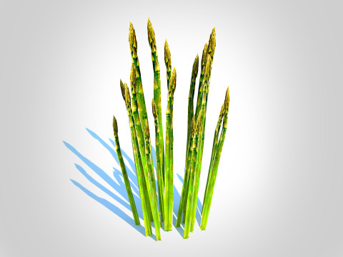 Asparagus 3D मॉडल