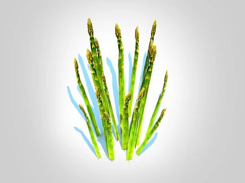 Asparagus 3D Model