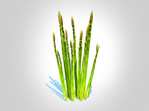 Asparagus 3D मॉडल