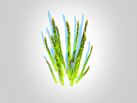 Asparagus 3D मॉडल