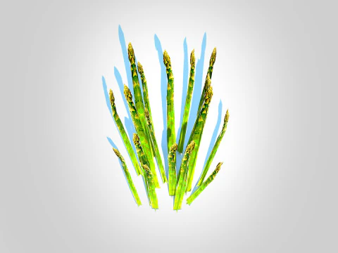 Asparagus 3D Model