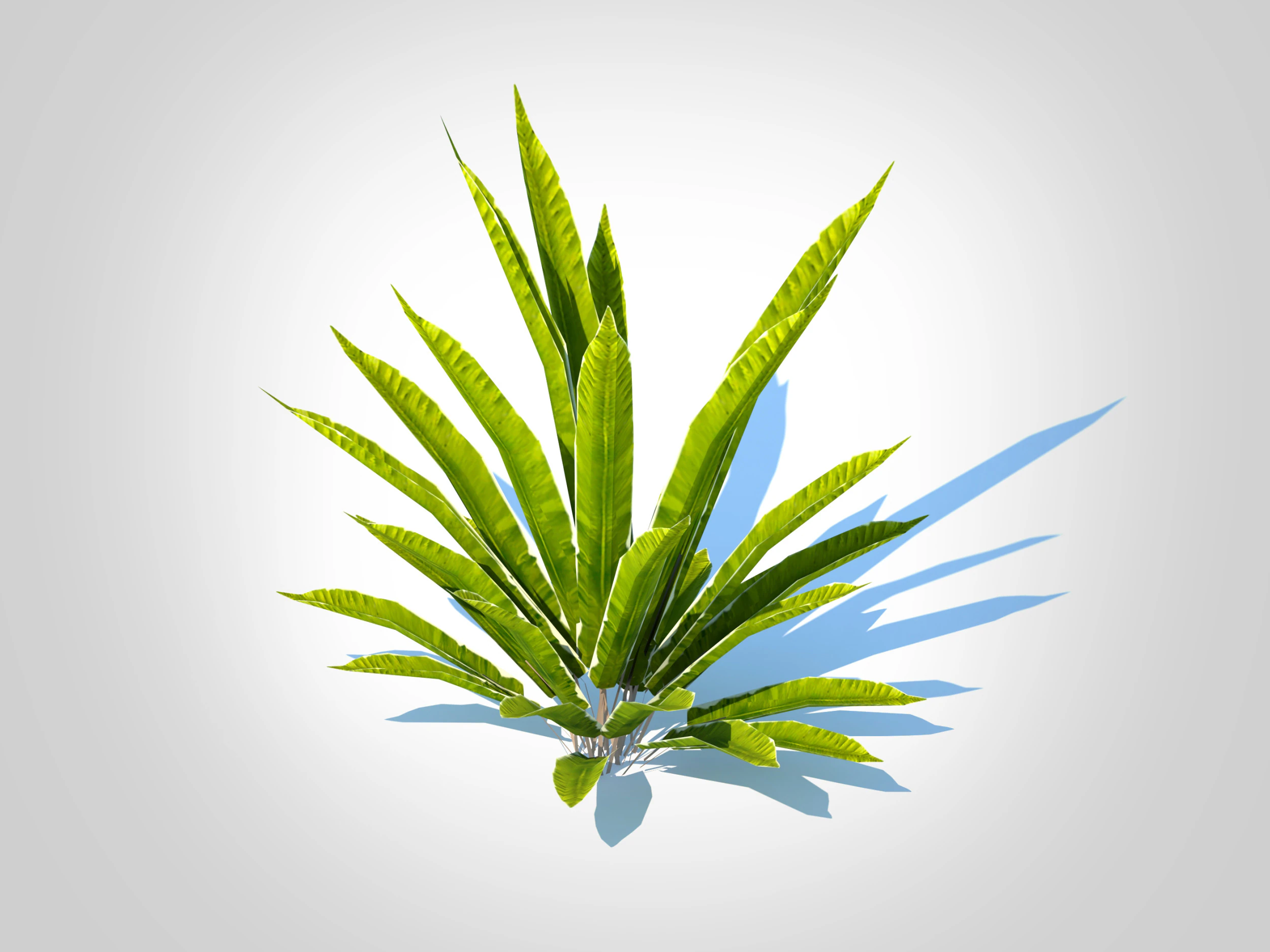 Asplenium scolopendrium - Harts-Tongue Fern 3D Model .c4d .max .obj .3ds .fbx .stl .blend 
