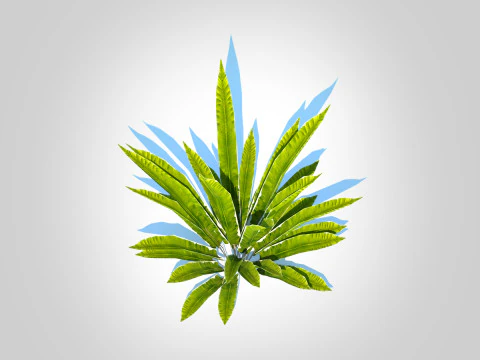 Asplenium scolopendrium - Harts-Tongue Fern 3D Model