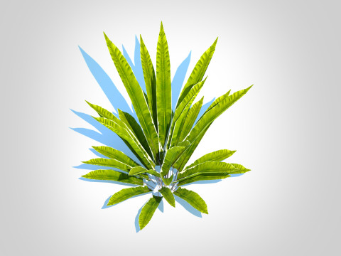 Asplenium scolopendrium - Harts-Tongue Fern Model 3D