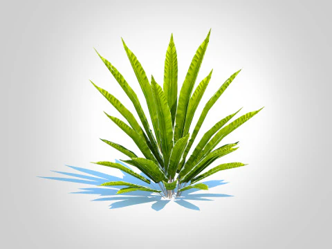 Asplenium scolopendrium - Harts-Tongue Fern 3D Model