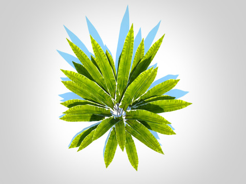 Asplenium scolopendrium - Harts-Tongue Fern Model 3D