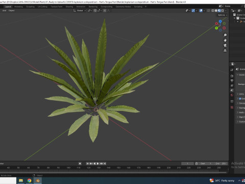 Asplenium scolopendrium - Harts-Tongue Fern Model 3D