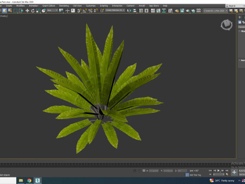 Asplenium scolopendrium - Harts-Tongue Fern Model 3D