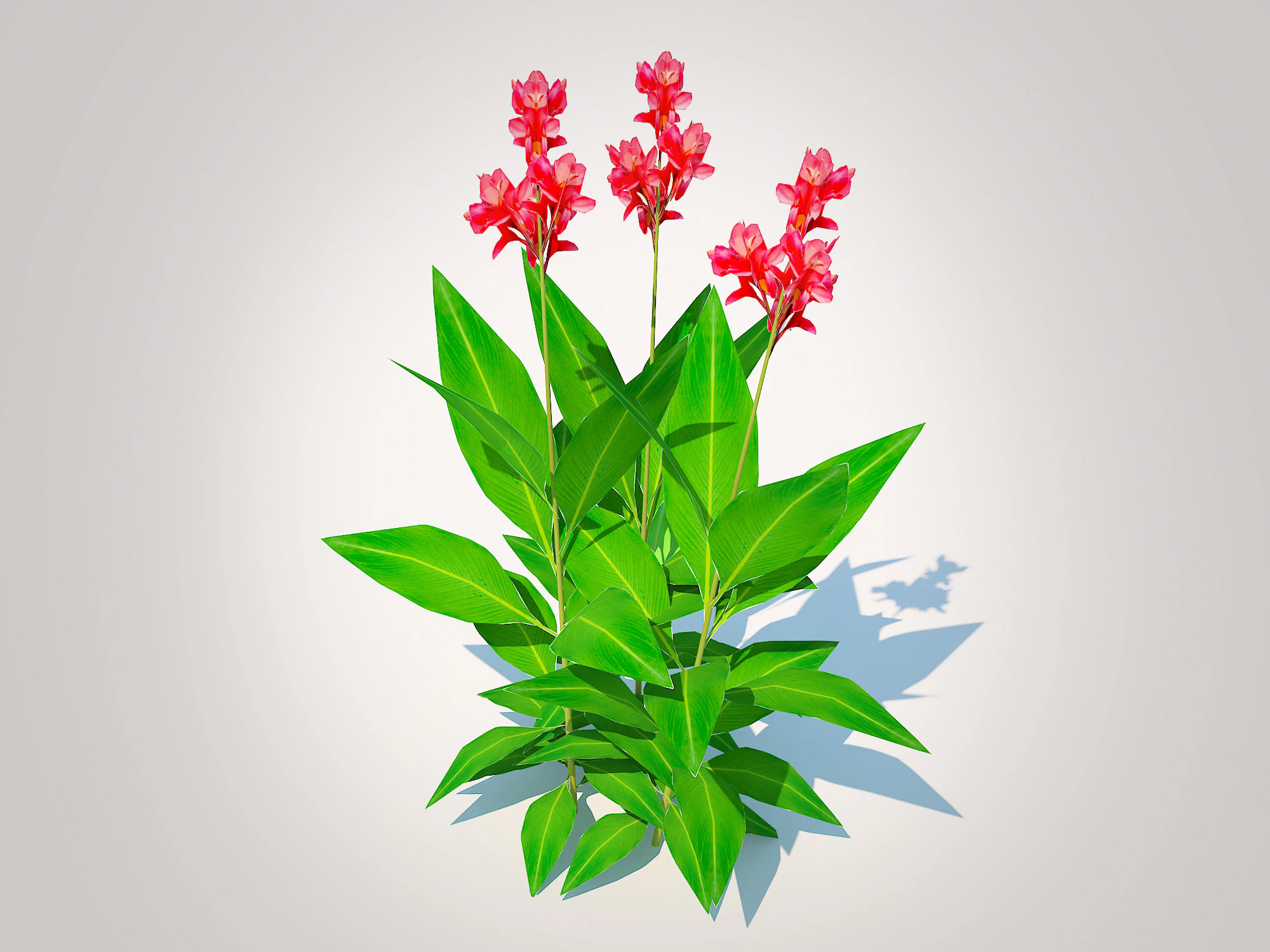 Canna-canna lilygeen-red 3D Model .c4d .max .obj .3ds .fbx .stl .blend