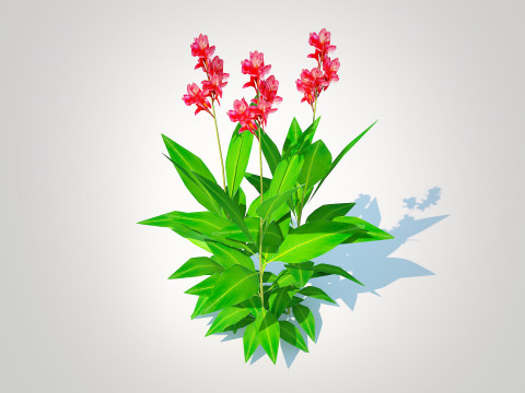 Canna-canna lilygeen-red 3D Модель