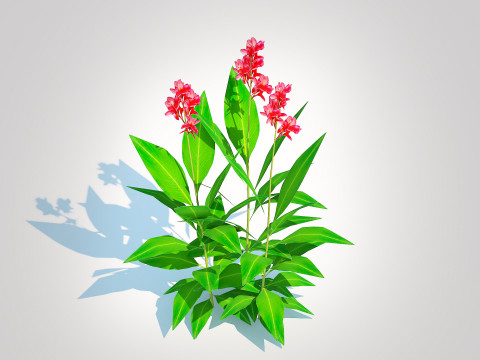 Canna-canna lilygeen-red 3D Модель