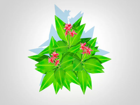 Canna-canna lilygeen-red 3D Model