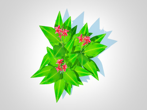 Canna-canna lilygeen-red 3D Модель