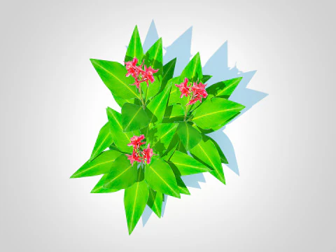 Canna-canna lilygeen-red 3D Model