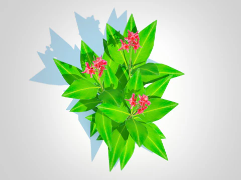 Canna-canna lilygeen-red 3D Model