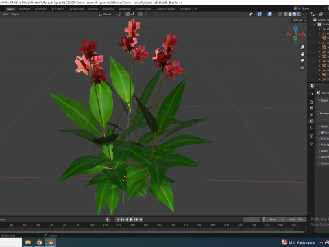 Canna-canna lilygeen-red 3D Model