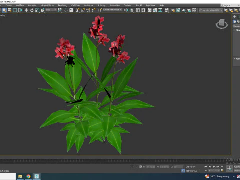 Canna-canna lilygeen-red 3D Model