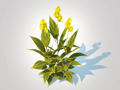 Canna - canna lily green-yellow 3D Model