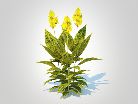Canna - canna lily green-yellow 3D Model
