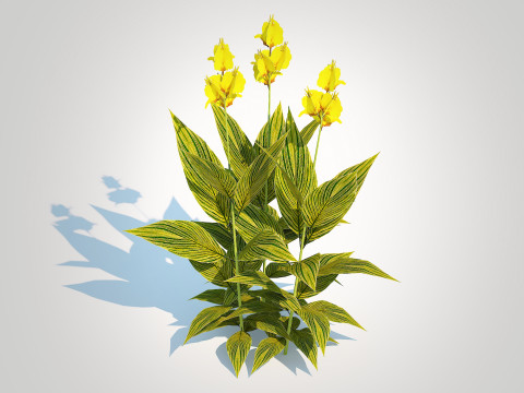 Canna - canna lily green-yellow 3D Model