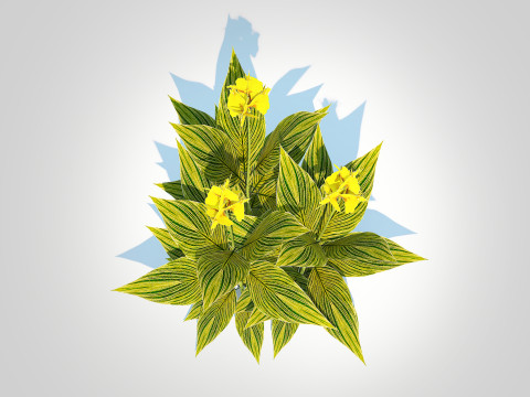 Canna - canna lily green-yellow 3D Model