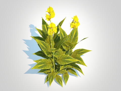 Canna - canna lily green-yellow 3D Model