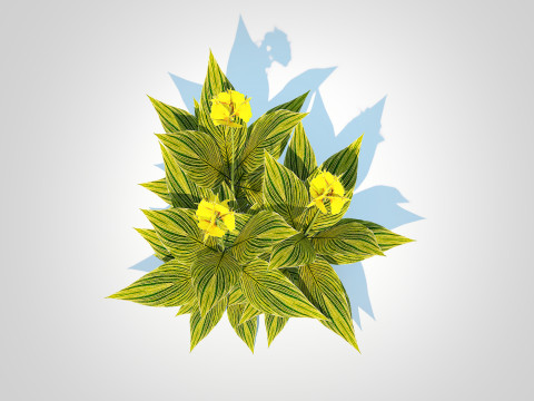 Canna - canna lily green-yellow 3D Model