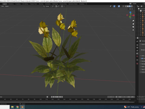 Canna - canna lily green-yellow 3D Model