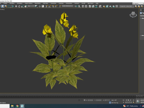 Canna - canna lily green-yellow 3D Model