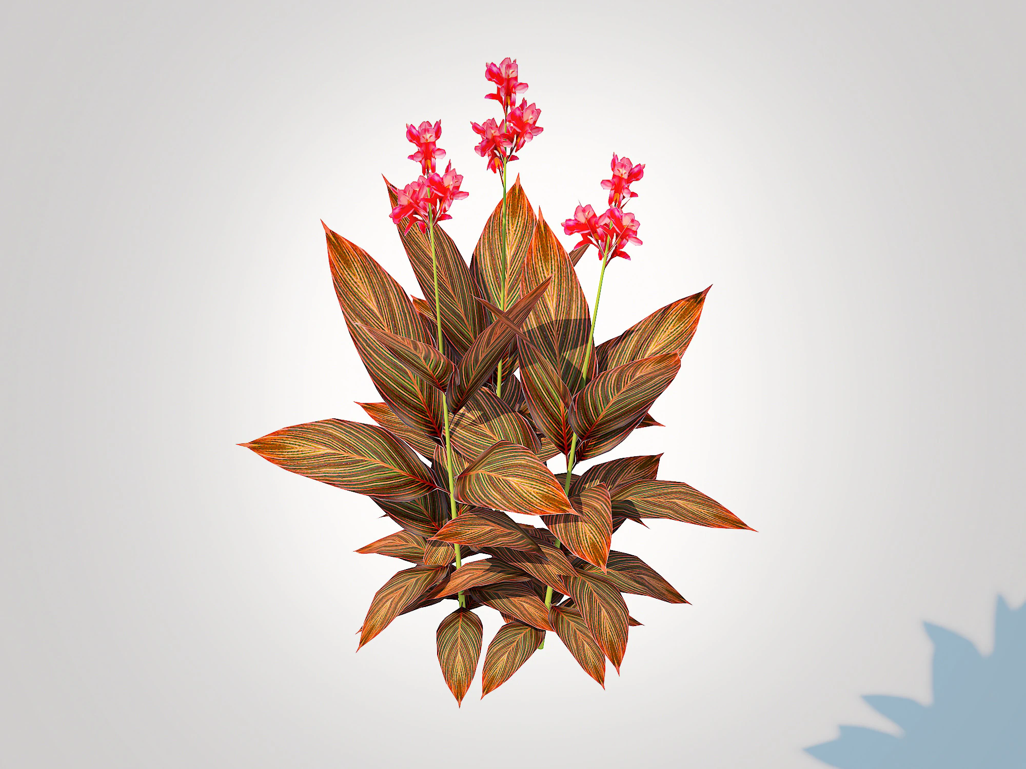 Canna - canna lily red-maroon 3D Model .c4d .max .obj .3ds .fbx .stl .blend 