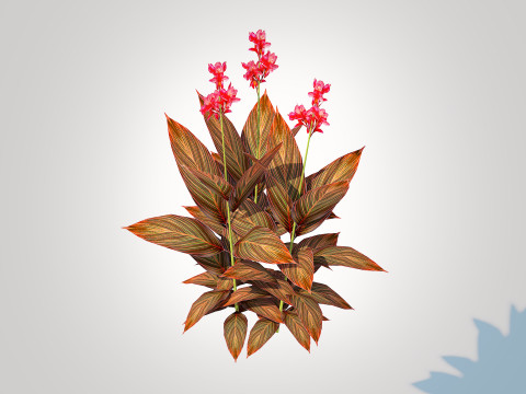 Canna - canna lily red-maroon 3D Model