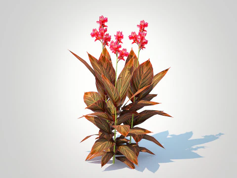 Canna - canna lily red-maroon 3D Model