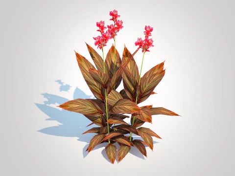 Canna - canna lily red-maroon 3D Model