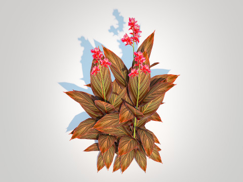 Canna - canna lily red-maroon 3D Модель
