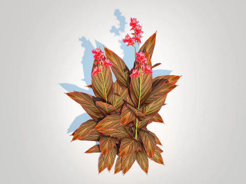 Canna - canna lily red-maroon 3D Model