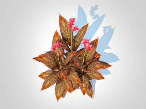 Canna - canna lily red-maroon 3D Model