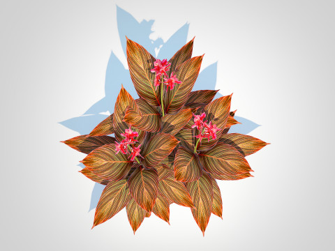 Canna - canna lily red-maroon 3D Модель