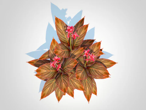 Canna - canna lily red-maroon 3D Model