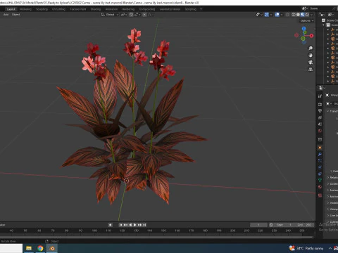 Canna - canna lily red-maroon 3D Model