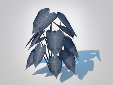 Colocasia esculenta -Black Taro Modelo 3D