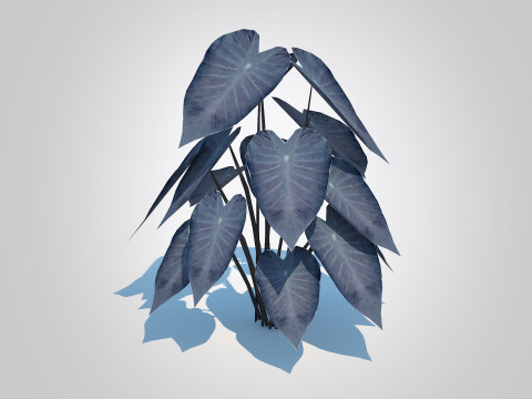 Colocasia esculenta -Black Taro 3D Model