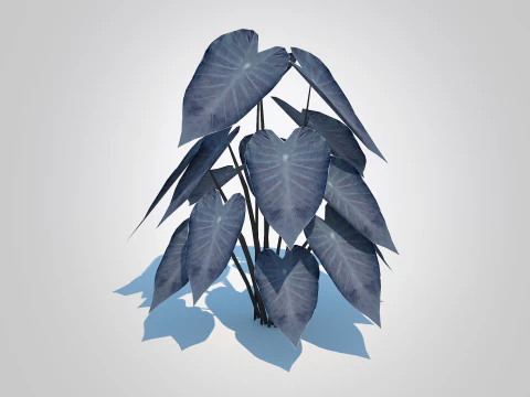 Colocasia esculenta -Black Taro 3D Model