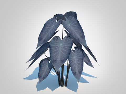 Colocasia esculenta -Black Taro 3D Model